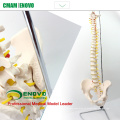 SPINE10 (12382) Quality Medical Science Modelo anatómico, columna vertebral de tamaño natural con pelvis